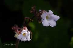 Didymocarpus meeboldii